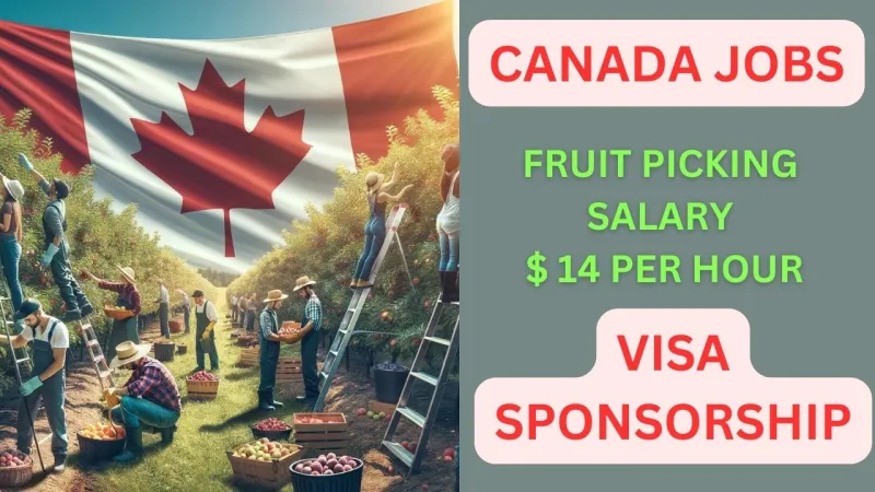 Fruit Picking Jobs in Canada March 2024 for Foreign Workers 2024 ($14 per hour)